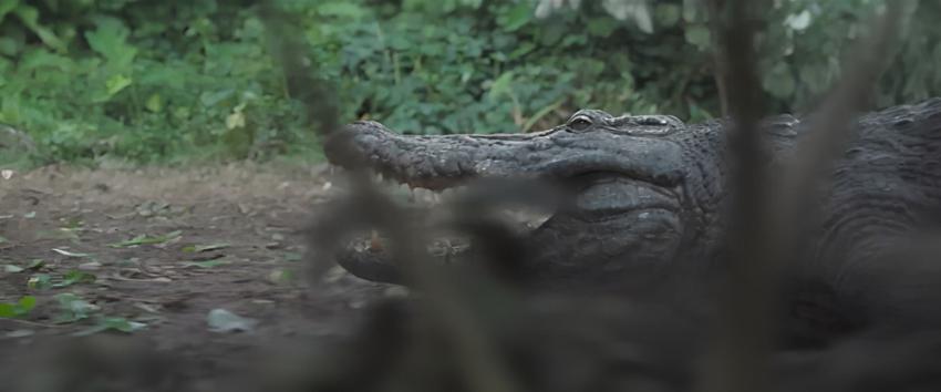 Gator Creek (1970) Movie scene: Ground-level view showing an alligator